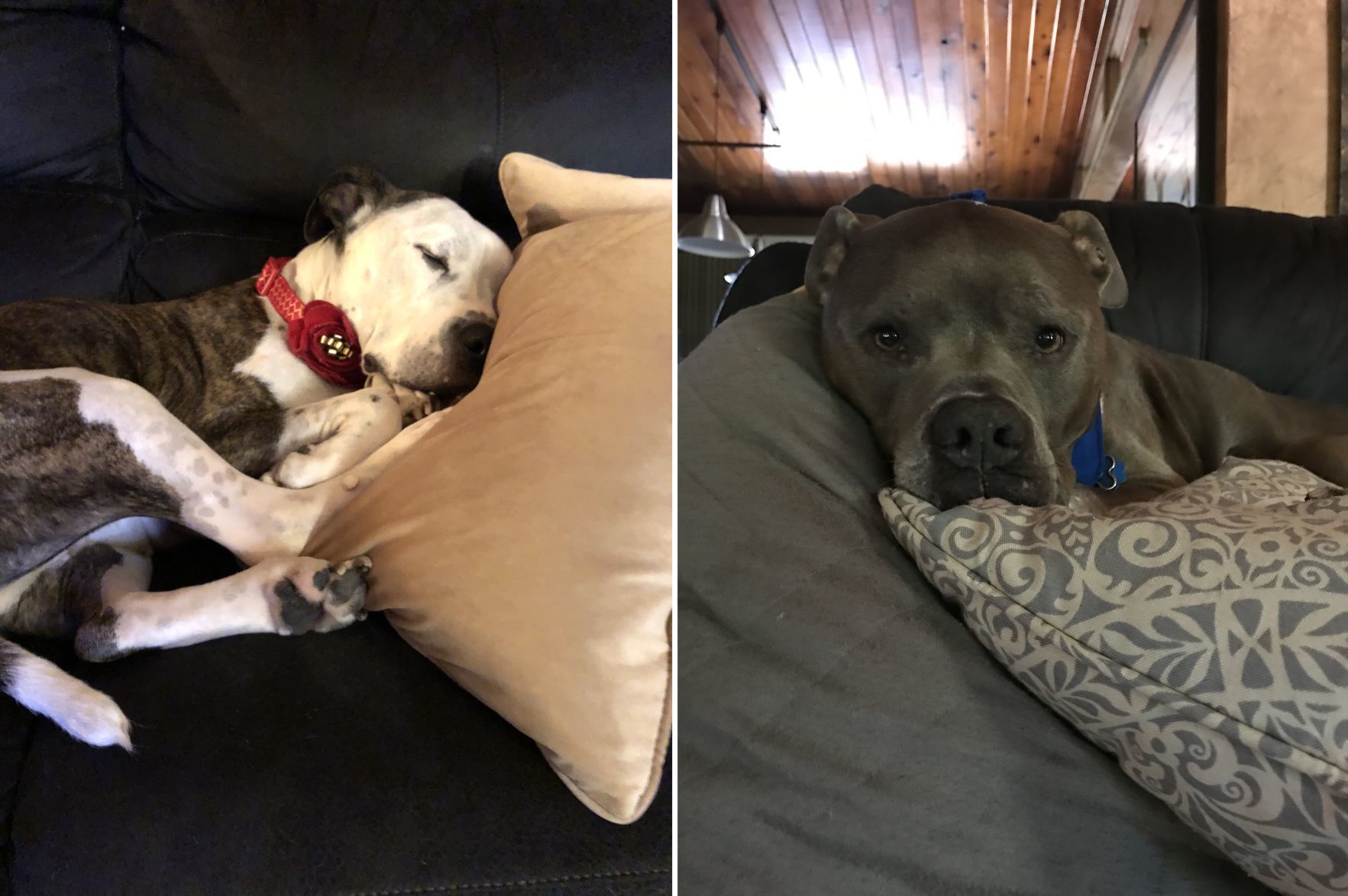 Pets